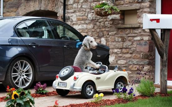 在留学期间开车应当注意什么？如何租赁呢？