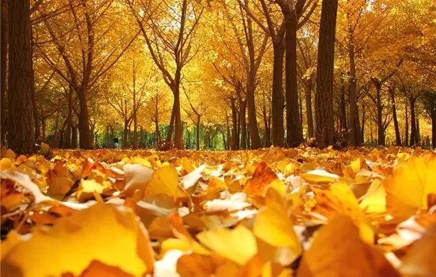 加拿大“枫”了！一个阿冈昆公园就承包了全球